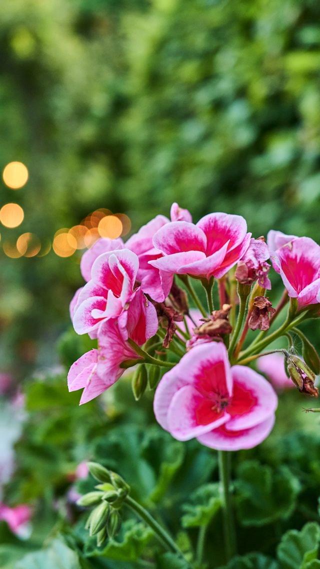 Ein Topf pinke Geranien vor einer Hecke und einem Rosenbogen im Hintergrund.