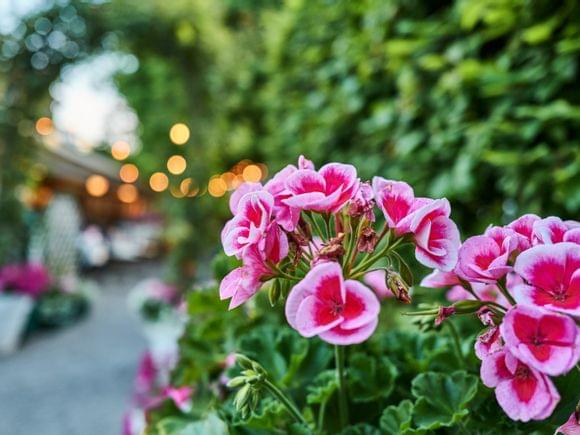 Ein Topf pinke Geranien vor einer Hecke und einem Rosenbogen im Hintergrund.