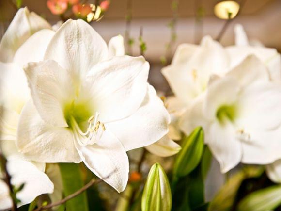 Nahaufnahme von zwei großen Blütenkelchen einer weißen Amaryllis.